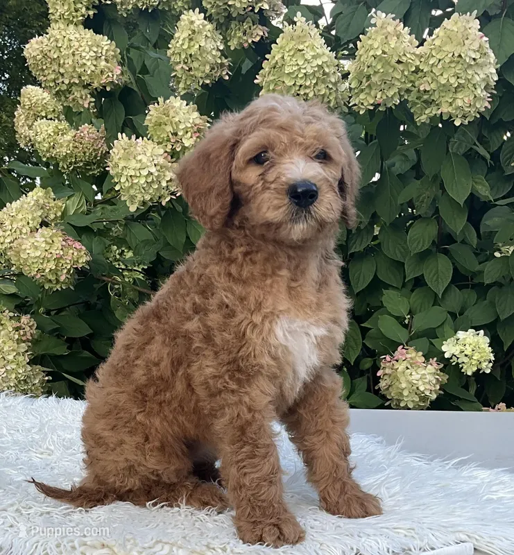 Ashley, a female Goldendoodle for sale in Dundee, OH – Photo 1 of 3