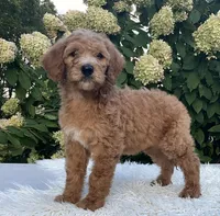 Ashley, a female Goldendoodle for sale in Dundee, OH – Photo 3 of 3