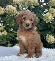 Ashley, a female Goldendoodle for sale in Dundee, OH – Photo 2 of 3