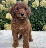 Ava, a female Goldendoodle for sale in Dundee, OH – Photo 3 of 3