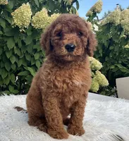 Ava, a female Goldendoodle for sale in Dundee, OH – Photo 1 of 3