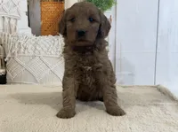 Kobe, a male Goldendoodle for sale in Dundee, OH – Photo 2 of 3