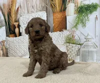 Kobe, a male Goldendoodle for sale in Dundee, OH – Photo 1 of 3