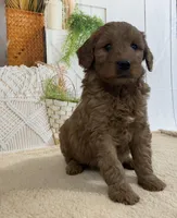 Kobe, a male Goldendoodle for sale in Dundee, OH – Photo 3 of 3