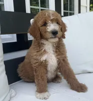 Dakota, a male Poodle - Standard  for sale in Dundee, OH – Photo 2 of 3