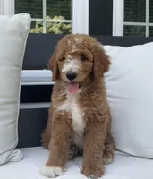 Dakota, a male Poodle - Standard  for sale in Dundee, OH – Photo 1 of 3