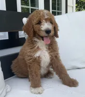 Dakota, a male Poodle - Standard  for sale in Dundee, OH – Photo 3 of 3