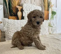Mitch, a male Goldendoodle for sale in Dundee, OH – Photo 3 of 3