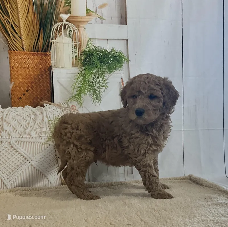 Mitch, a male Goldendoodle for sale in Dundee, OH – Photo 1 of 3