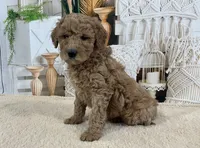 Mitch, a male Goldendoodle for sale in Dundee, OH – Photo 2 of 3