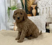 Jase, a male Goldendoodle for sale in Dundee, OH – Photo 2 of 3