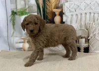 Jase, a male Goldendoodle for sale in Dundee, OH – Photo 3 of 3