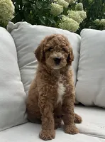 Rocky, a male Poodle - Standard  for sale in Dundee, OH – Photo 1 of 3