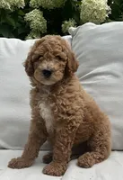 Rocky, a male Poodle - Standard  for sale in Dundee, OH – Photo 2 of 3