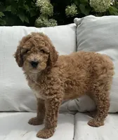 Rocky, a male Poodle - Standard  for sale in Dundee, OH – Photo 3 of 3