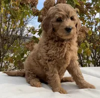 Skyler, a female Goldendoodle for sale in Dundee, OH – Photo 2 of 3