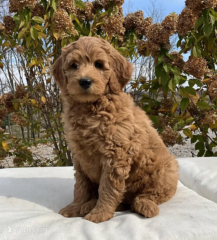 Skyler, a female Goldendoodle for sale in Dundee, OH – Photo 1 of 3