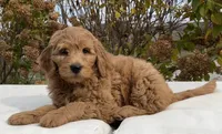 Skyler, a female Goldendoodle for sale in Dundee, OH – Photo 3 of 3