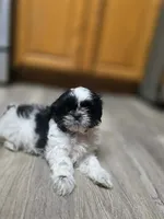 Sprite, a female Shih Tzu for sale in Davenport, IA – 2 of 5