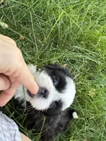 Dr. Pepper, a female Shih Tzu for sale in Davenport, IA – 2 of 5