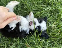 Dr. Pepper, a female Shih Tzu for sale in Davenport, IA – 1 of 5
