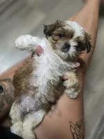 Crush, a male Shih Tzu for sale in Davenport, IA – 2 of 5