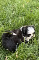 Dr. Pepper, a female Shih Tzu for sale in Davenport, IA – 3 of 5