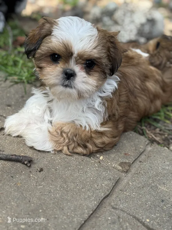 Crush – Shih Tzu puppy for sale in Davenport, IA