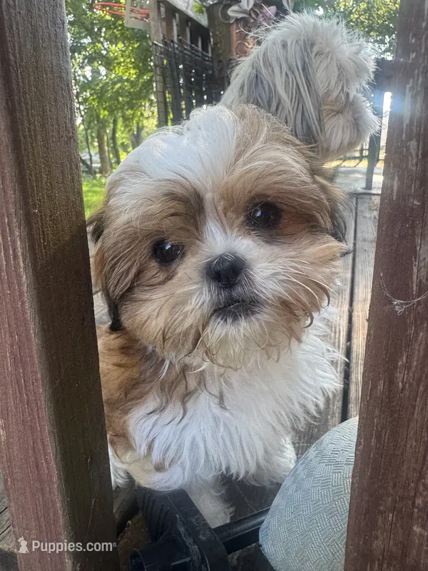 Crush – Shih Tzu puppy for sale in Davenport, IA