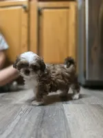 Crush, a male Shih Tzu for sale in Davenport, IA – 3 of 5