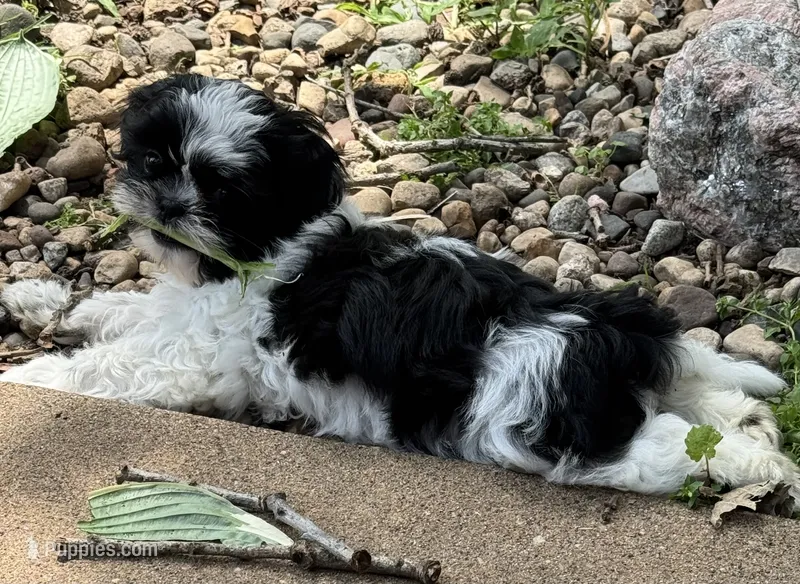 Sprite – Shih Tzu puppy for sale in Davenport, IA