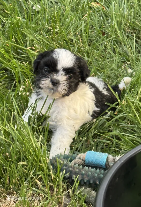 Sprite – Shih Tzu puppy for sale in Davenport, IA