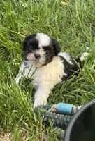 Sprite, a female Shih Tzu for sale in Davenport, IA – 4 of 5
