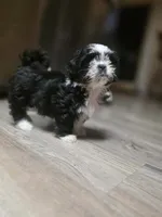 Dr. Pepper, a female Shih Tzu for sale in Davenport, IA – 4 of 5
