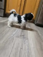 Sprite, a female Shih Tzu for sale in Davenport, IA – 3 of 5