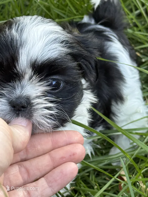 Sprite – Shih Tzu puppy for sale in Davenport, IA