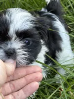 Sprite, a female Shih Tzu for sale in Davenport, IA – 1 of 5