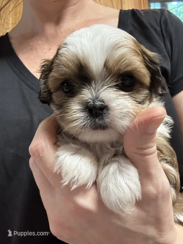 Crush – Shih Tzu puppy for sale in Davenport, IA