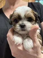 Crush, a male Shih Tzu for sale in Davenport, IA – 1 of 5