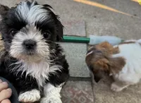 Mr. Pibb, a male Shih Tzu for sale in Davenport, IA – 2 of 5