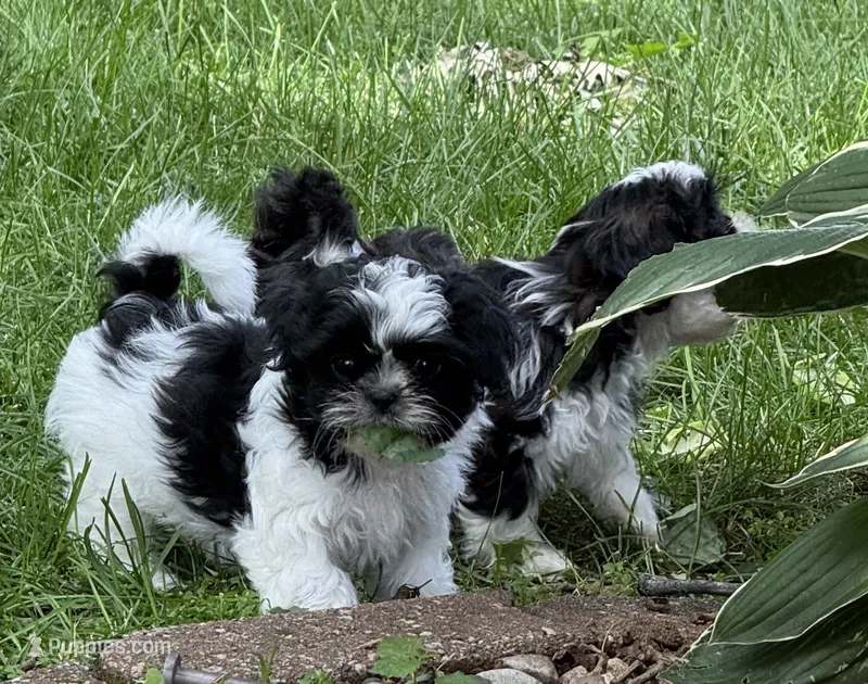 Sprite – Shih Tzu puppy for sale in Davenport, IA
