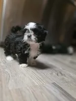 Mr. Pibb, a male Shih Tzu for sale in Davenport, IA – 3 of 5