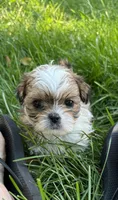Crush, a male Shih Tzu for sale in Davenport, IA – 5 of 5