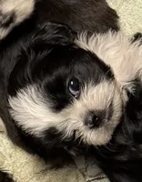 Mr. Pibb, a male Shih Tzu for sale in Davenport, IA – 4 of 5