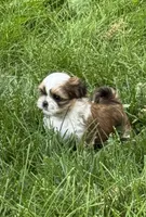 Crush, a male Shih Tzu for sale in Davenport, IA – 4 of 5