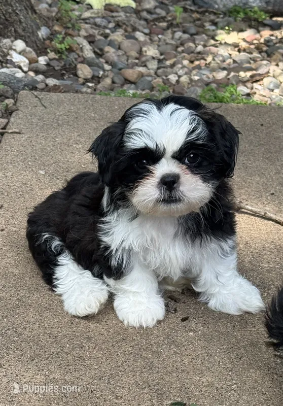 Dr. Pepper – Shih Tzu puppy for sale in Davenport, IA