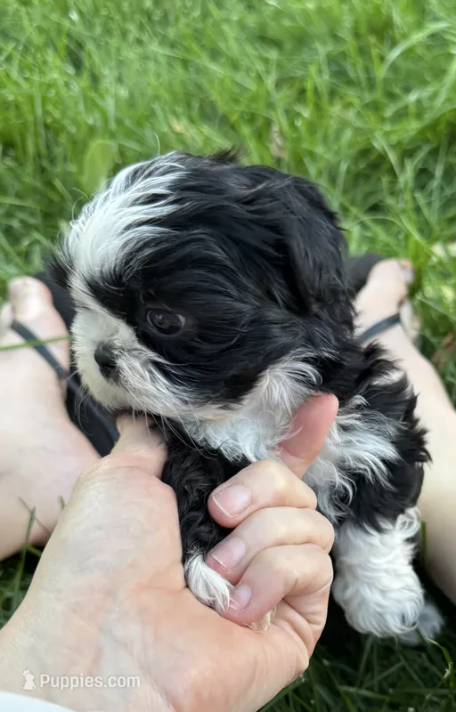 Mr. Pibb – Shih Tzu puppy for sale in Davenport, IA