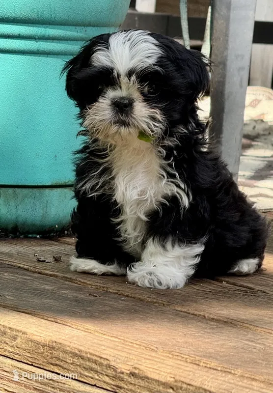 Mr. Pibb – Shih Tzu puppy for sale in Davenport, IA