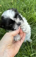 Sprite, a female Shih Tzu for sale in Davenport, IA – 5 of 5