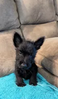 Rory, a male Scottish Terrier for sale in Subiaco, AR – 3 of 3